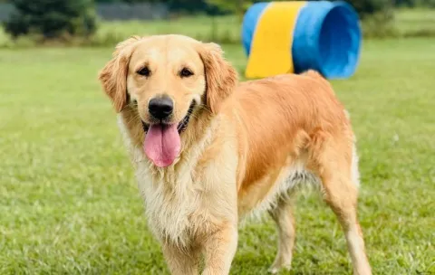 Pets Day