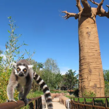 Lemure che corre su corrimano e sullo sfondo un grande baobab